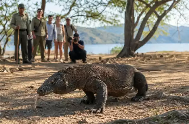 In Komodo