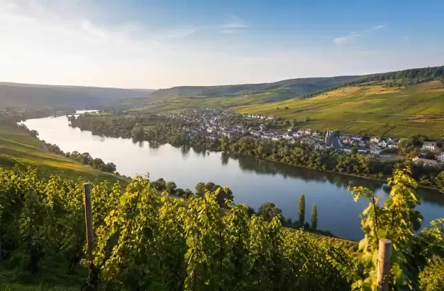 From the vineyards of the Moselle