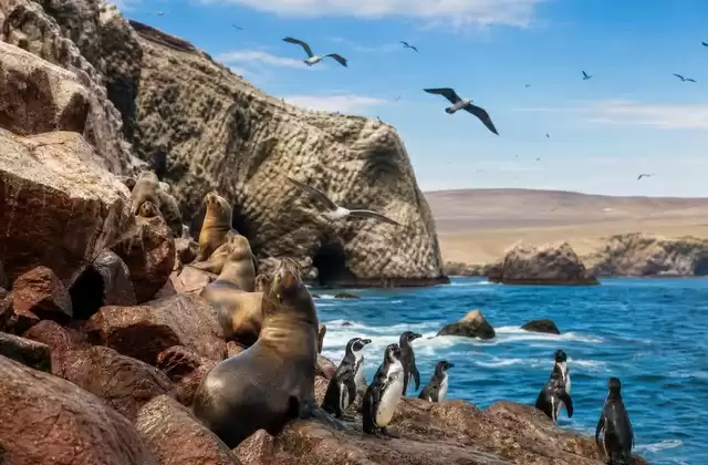 Aux îles Ballestas