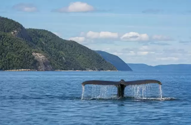 Tadoussac
