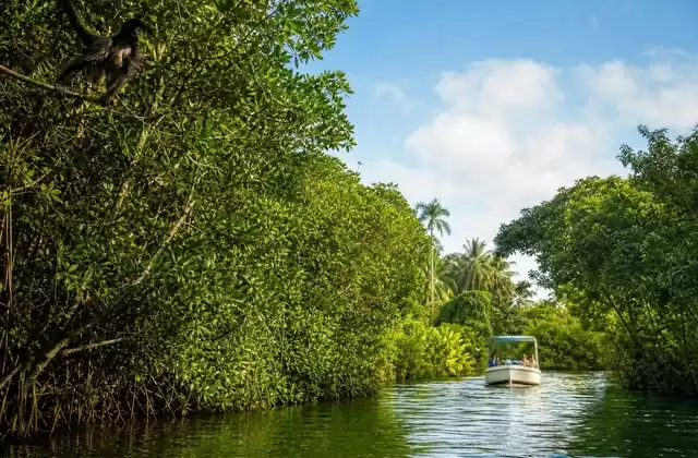 Monkey River