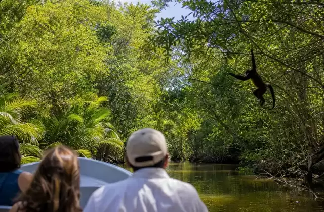 Monkey River