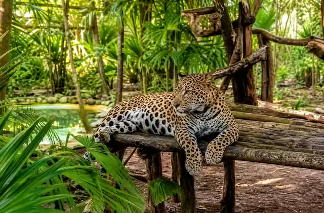 Belize Zoo