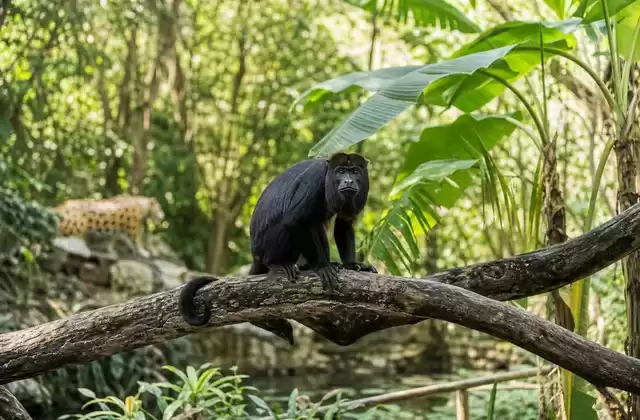 Belize Zoo