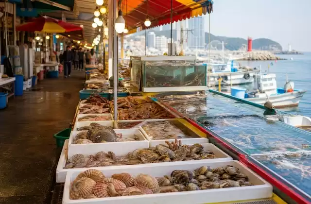 Sokcho Tourist & Fisheries Market
