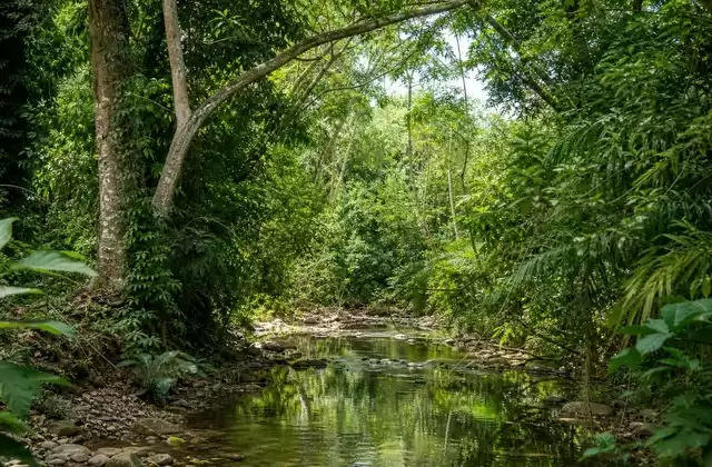 Forêt de Carara