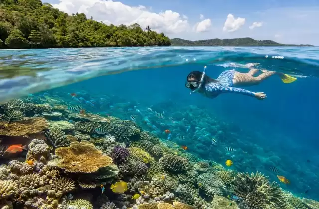 Coral reefs