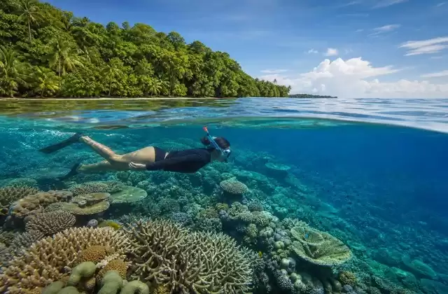 Coral reefs