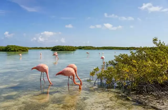 Flamingo Pond