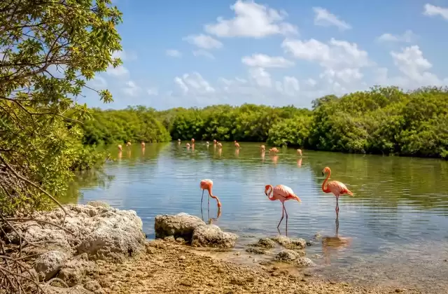 Flamingo Pond