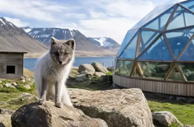Arctic Fox Center