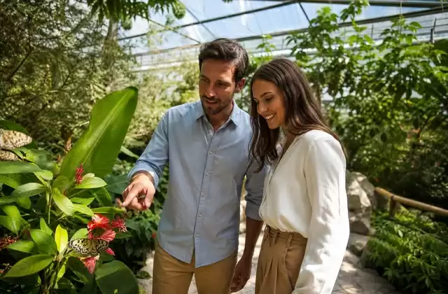 Butterfly Garden