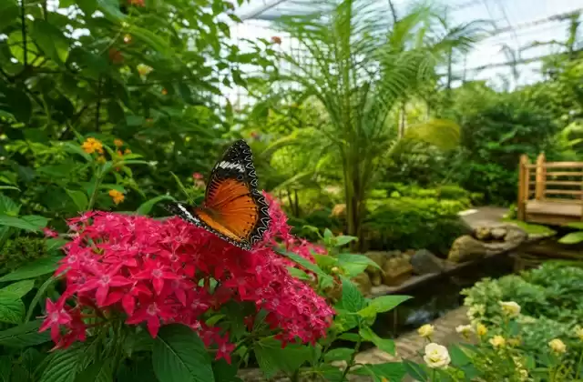 Butterfly Garden