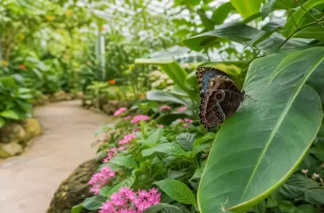 Butterfly Garden