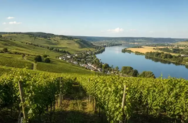 Stadtbredimus vineyards