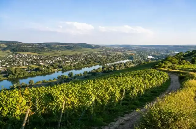Stadtbredimus vineyards