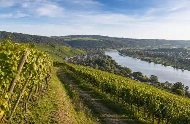 Stadtbredimus vineyards