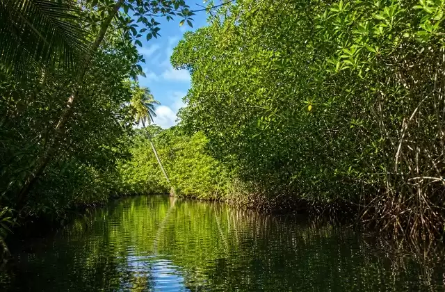 Mangroves de Kosrae