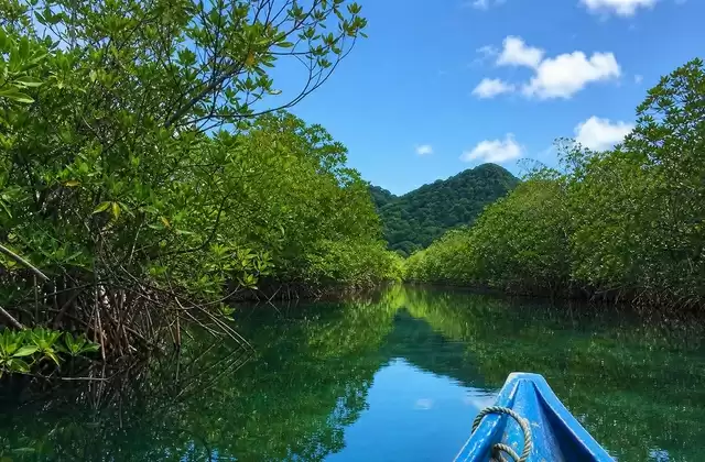 Mangroves de Kosrae