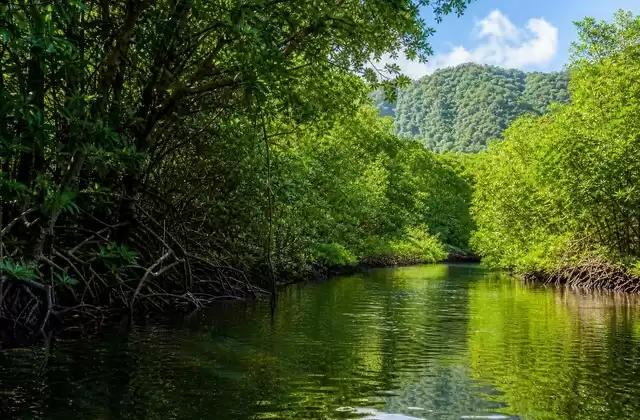 Mangroves de Kosrae