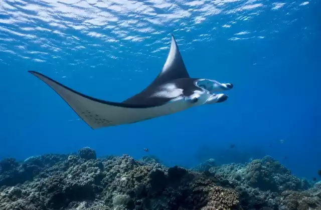 Canaux à raies manta