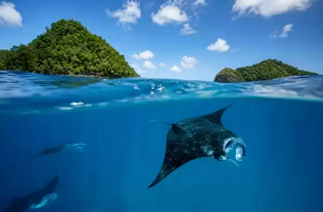 Canaux à raies manta