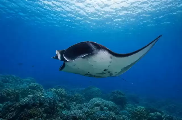 Canaux à raies manta