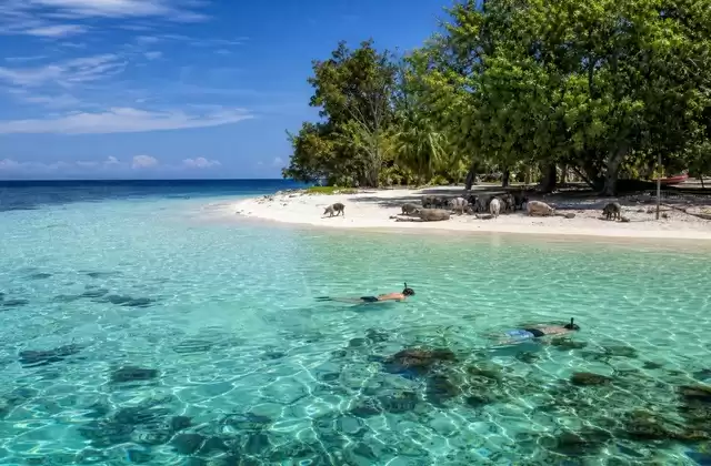 Pig Island