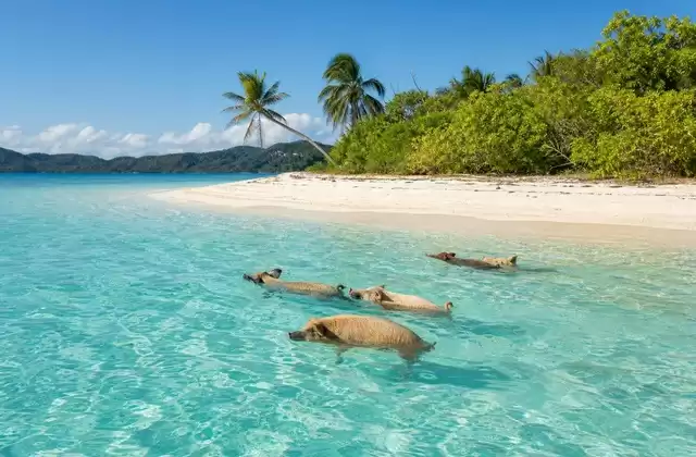 Pig Island