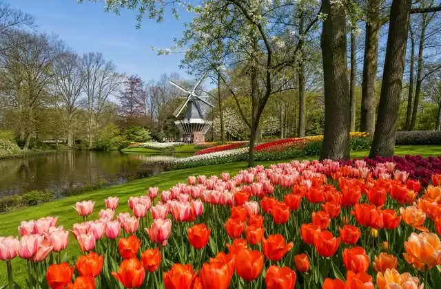 Keukenhof