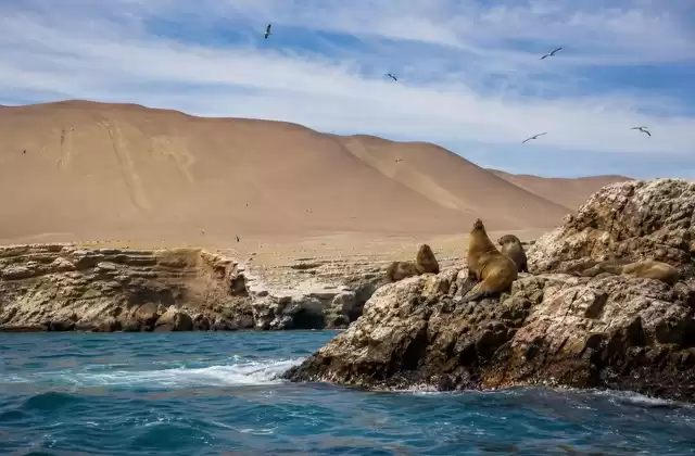 Îles Ballestas