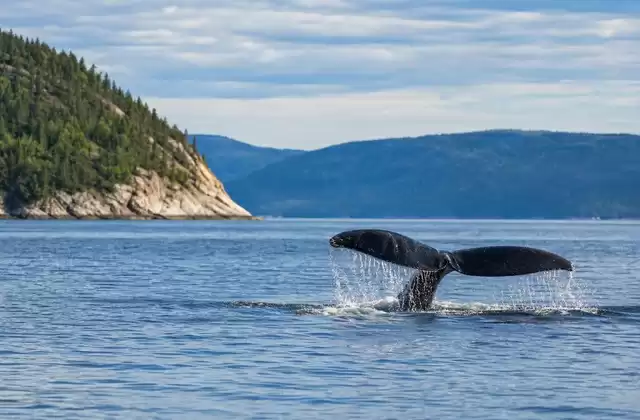 Whale watching